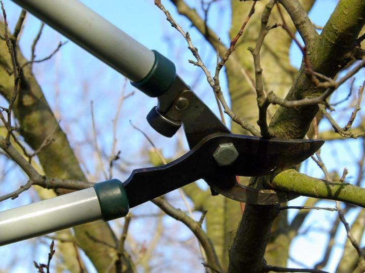 Taille non traumatisante pour préserver la santé de vos arbres.