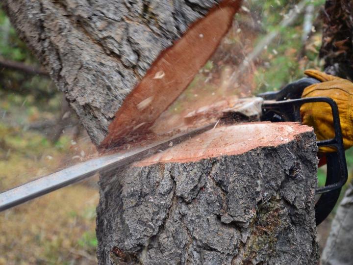 Abattage sécurisé des arbres dangereux ou mourants.