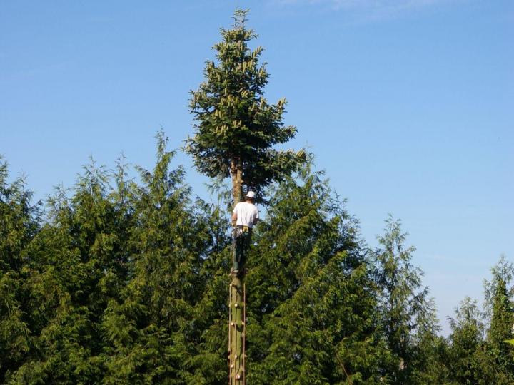 Élagueur, Mézidon Vallée d'Auge
