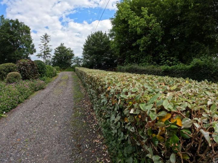 Taille de haies Pays d'Auge