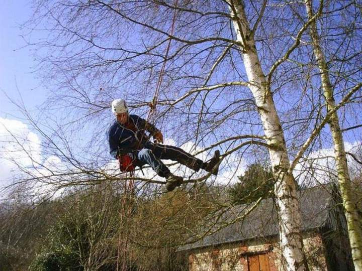 Entretien de vos arbres pour une taille durable.